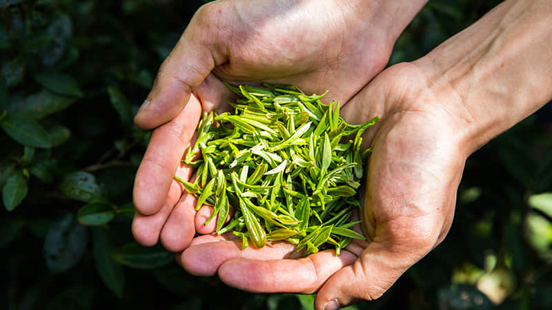 名优茶（绿茶）流水线