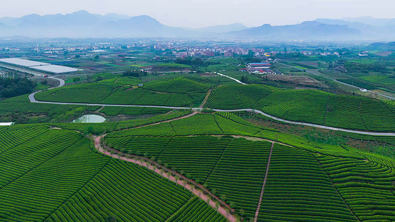 碾茶生产线视频